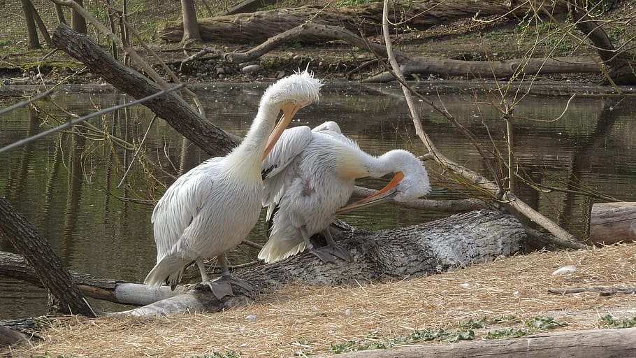 pelican, pelecanus onocrotalus, couple, hygiene, cleaning feathers, HD wallpaper