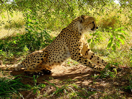 cheetah sitting near brown tree at daytime, Predator, Big Cat HD wallpaper