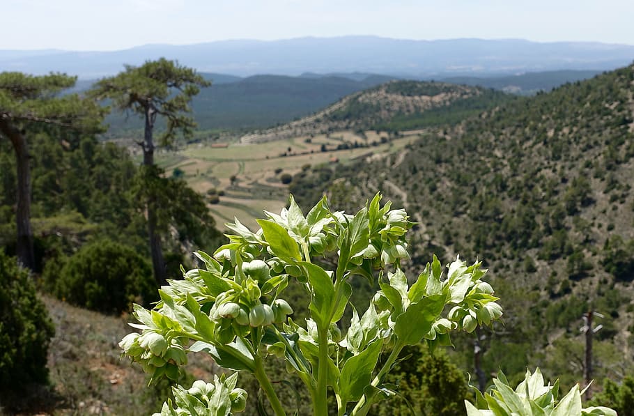 plant, green, spring, valley, greenery, natural, botany, floral HD wallpaper