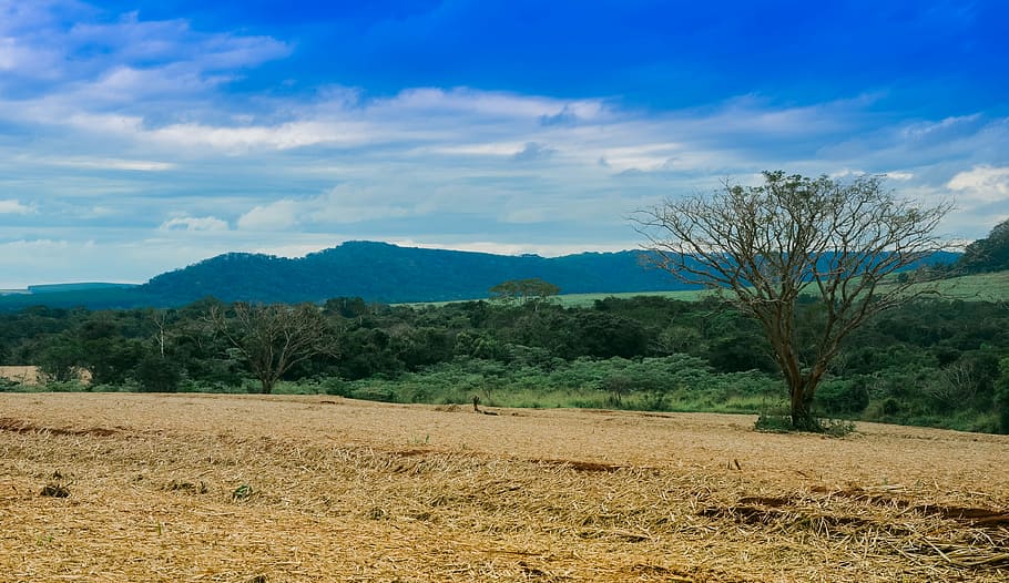 Landscape, Clouds, Serrated, green, brazil, rural, tree, dry tree HD wallpaper