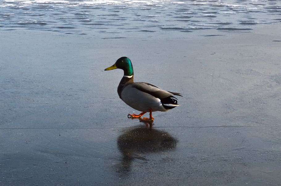 duck, nature, spring, winter, ice, reflection, lake, bird, animal HD wallpaper