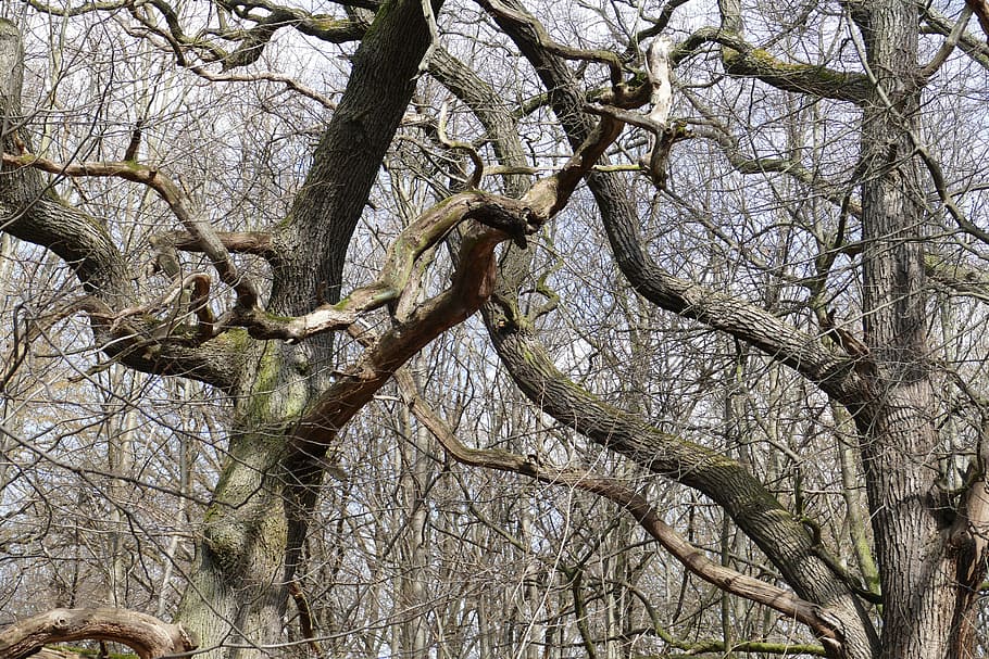 Forest, Nature, Spring, Mood, Tree, branch, outdoors, day, no people HD wallpaper