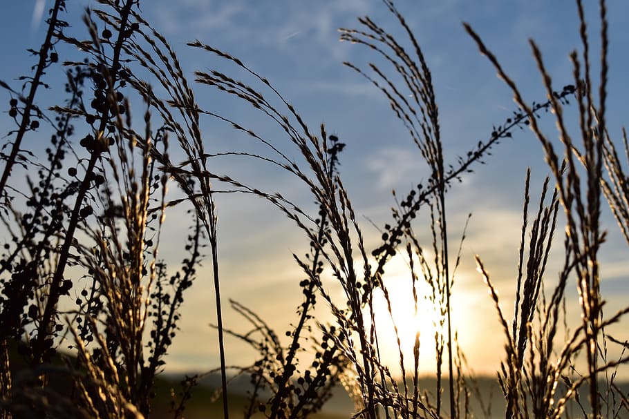 grasses, nature, back light, mood, blade of grass, sky, plant HD wallpaper