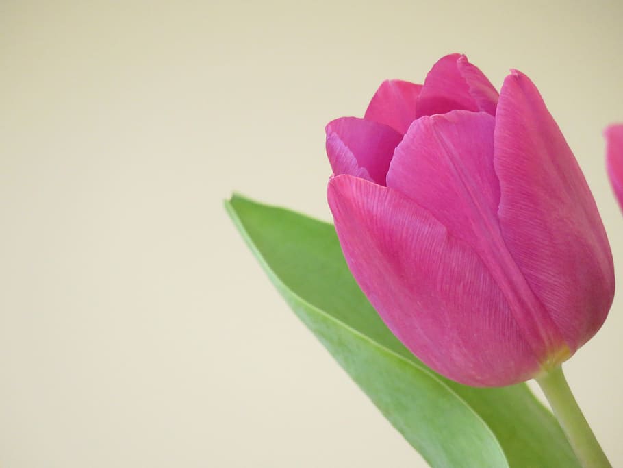 Flower, Tulip, Spring, leaf, pink color, petal, plant, flower head HD wallpaper