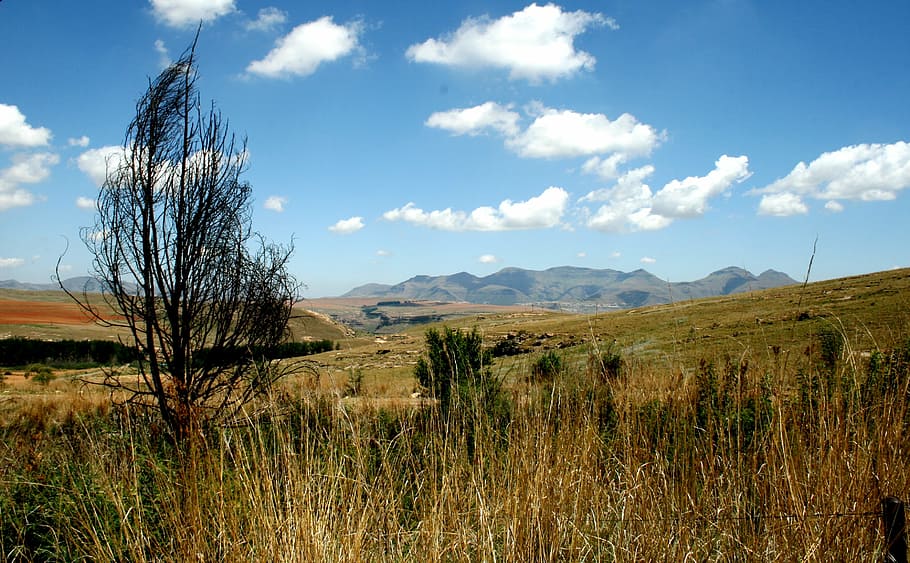 tree, dry, grass, veld, mountain, sky, landscape, clouds, summer HD wallpaper