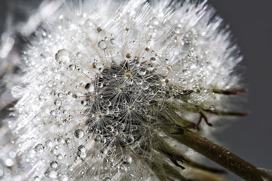 dandelion, flower, plant, wet, water, close-up, fragility, vulnerability HD wallpaper