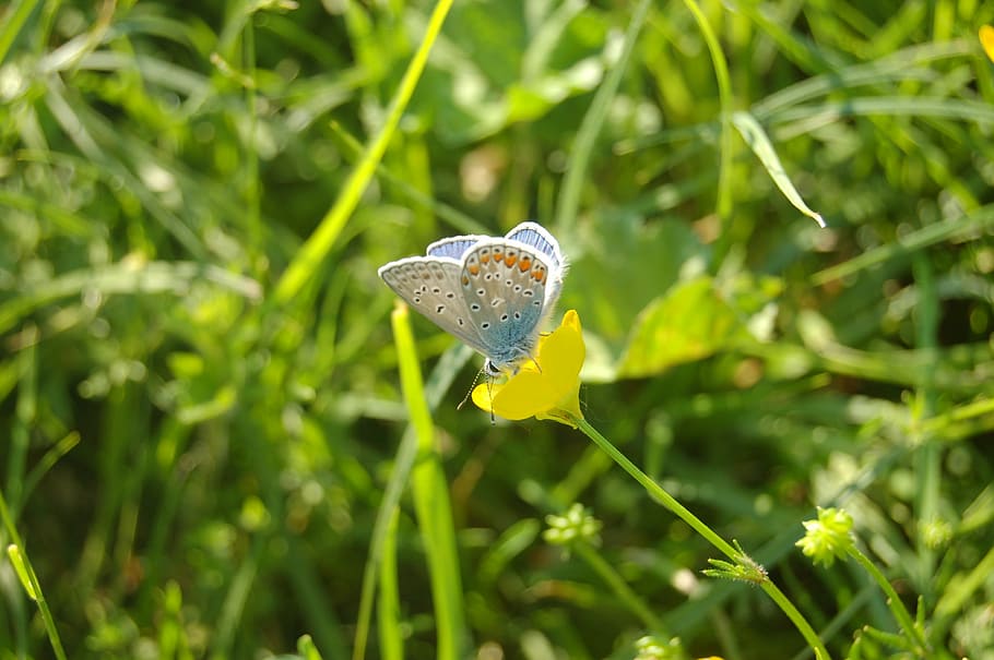 butterfly, farfalline, plant, animal themes, one animal, animal wildlife HD wallpaper