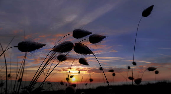 silhouette photography of plants under sunset, sunrise, landscape HD wallpaper