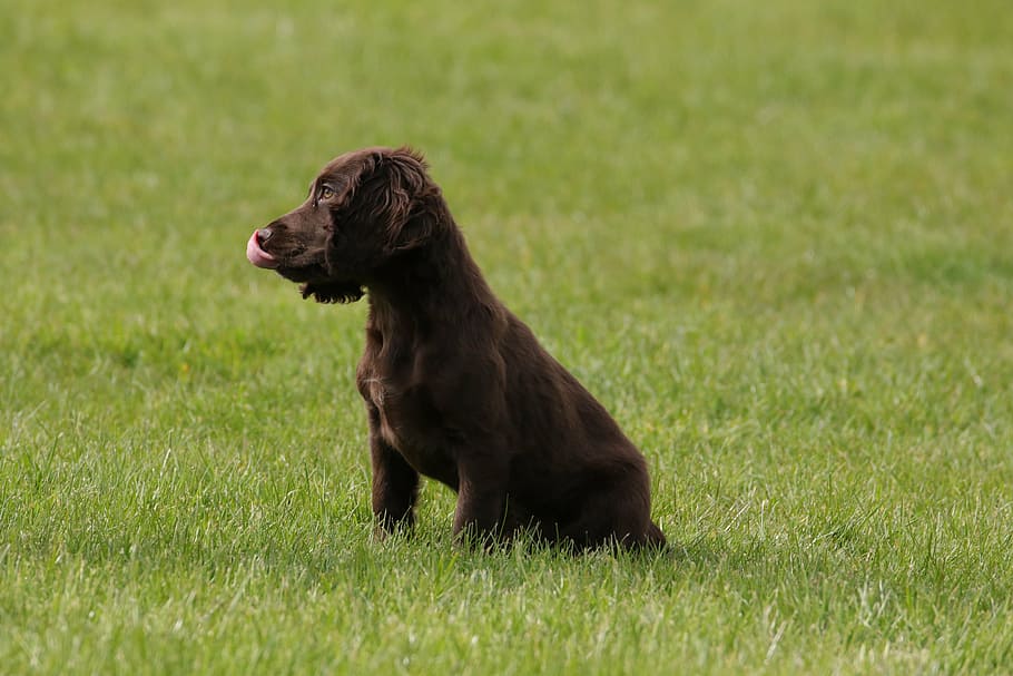 puppy, cocker, spaniel, dog, pet, animal, canine, cute, purebred HD wallpaper