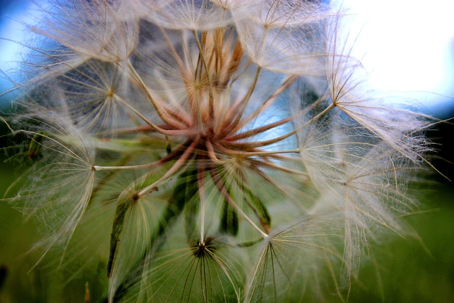 Dandelion, Flower, Nature, Macro, close up, garden, field, plant HD wallpaper