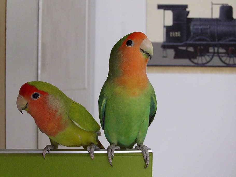 parrot, green, red, bird, animal themes, vertebrate, green color HD wallpaper