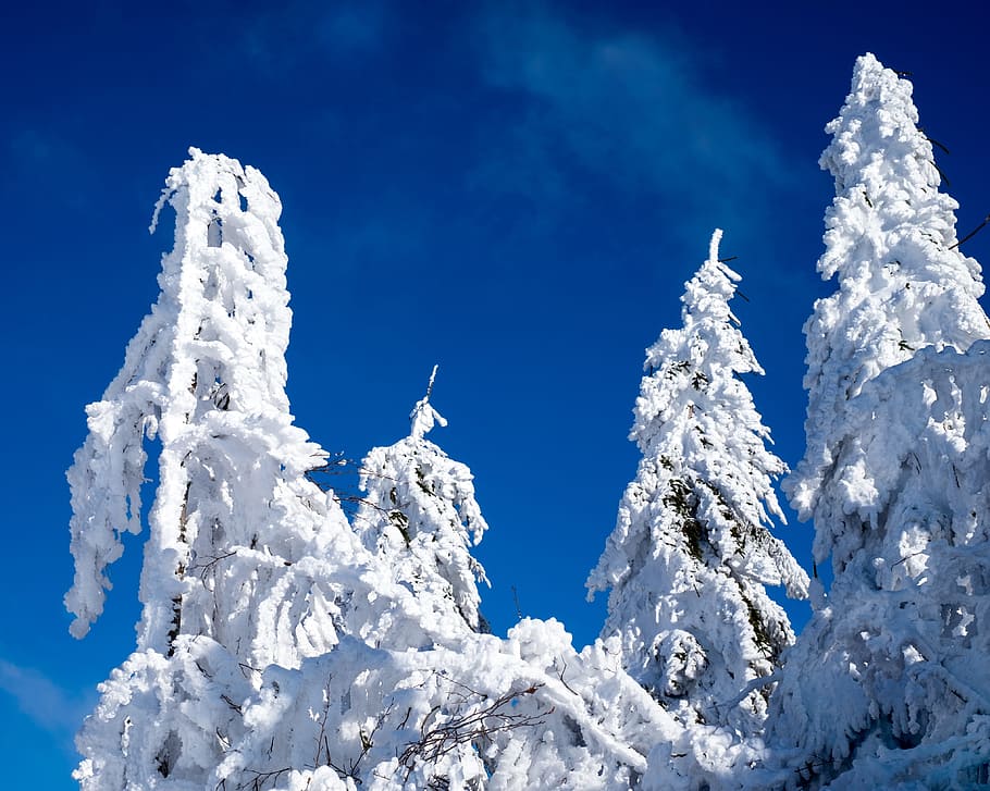 low angle photography of frozen trees, firs, snowy, winter HD wallpaper