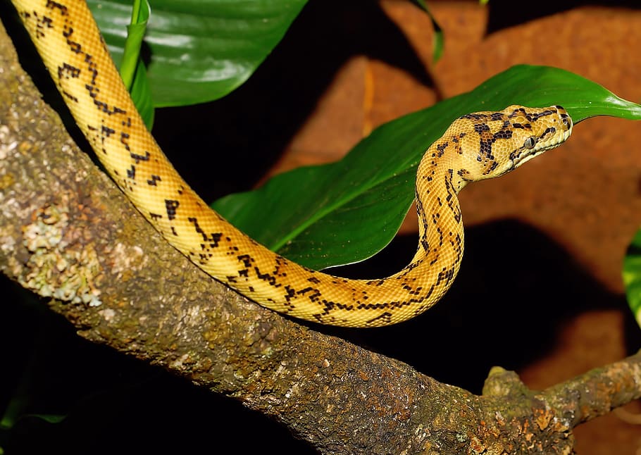 python, snake, carpet python, constrictor, reptile, animal HD wallpaper