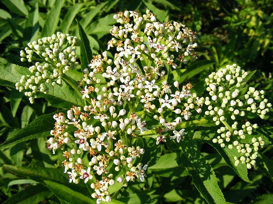 danewort, ebulus, elder, flowers, herbaceous, sambucus, weed HD wallpaper