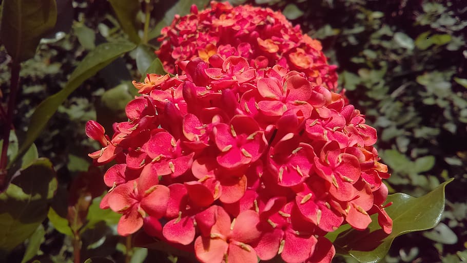 flowers, pollen, nature, flowering plant, petal, fragility HD wallpaper