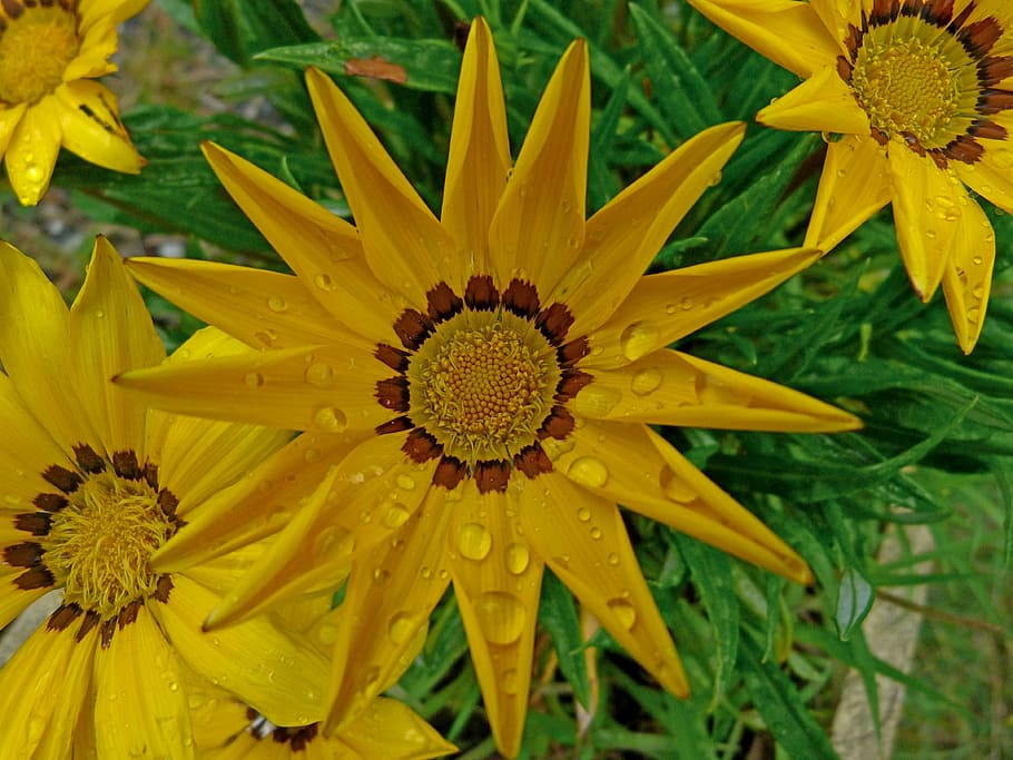 Coreopsis 1080P, 2K, 4K, 5K HD wallpapers free download | Wallpaper Flare