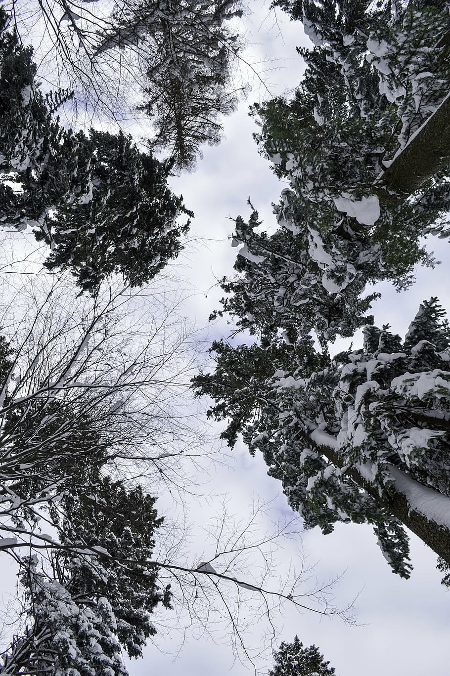 cold, december, forest, frost, frozen, ice, landscape, mountain HD wallpaper