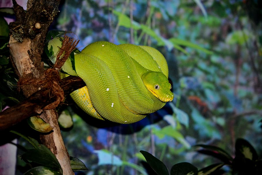green snake wrapped around branch, animals, nature, tree python HD wallpaper