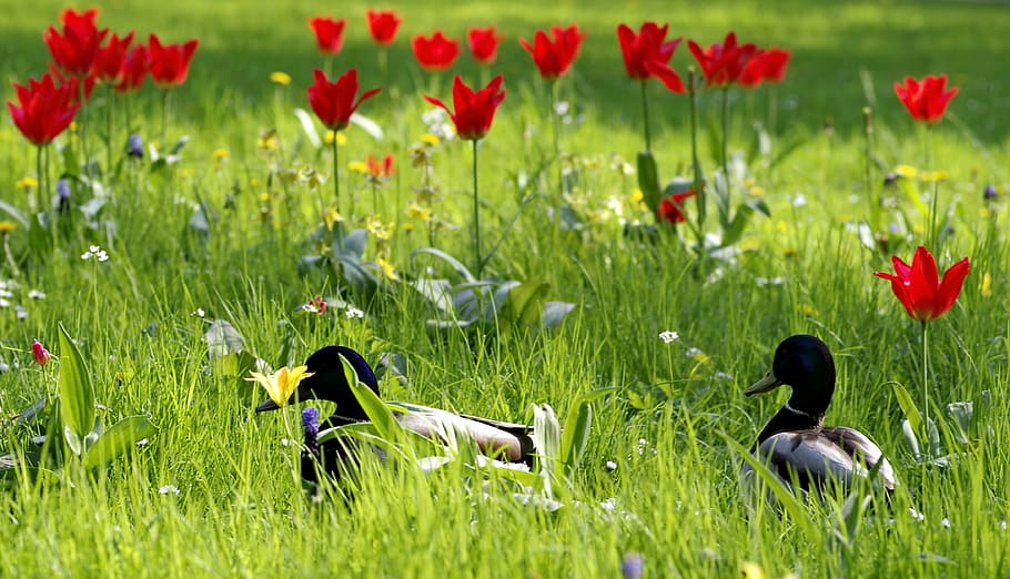 ducks, meadow, grass, flowers, tulips, colorful, go, crossword HD wallpaper