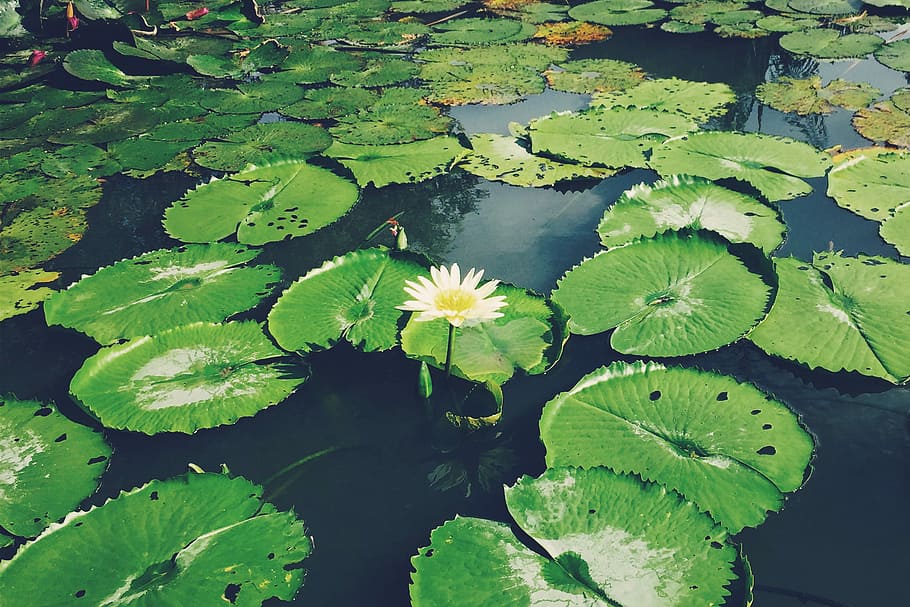 white waterlily in closeup photo, water Lily, nature, pond, lotus Water Lily, HD wallpaper