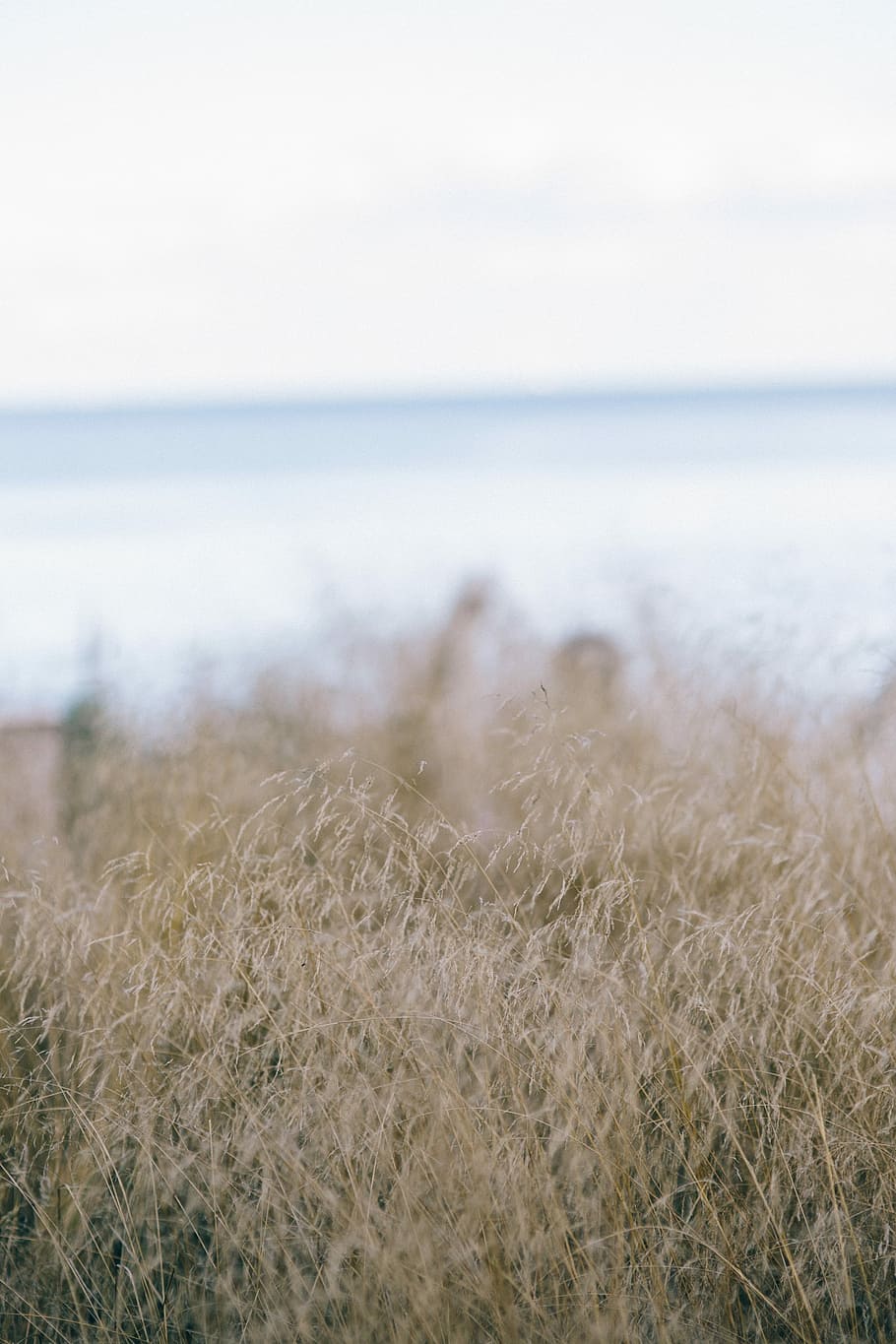 Withered grass, nature, sea, beach, outdoors, landscape, no People HD wallpaper