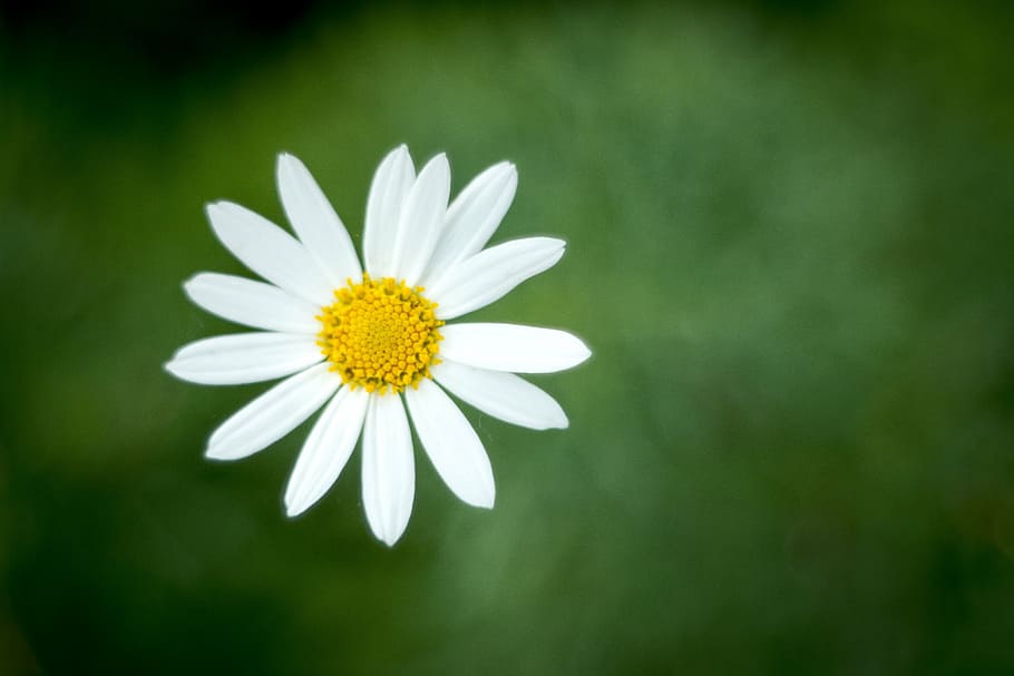 daisy, flora, flower, nature, royalty  images, flowering plant HD wallpaper