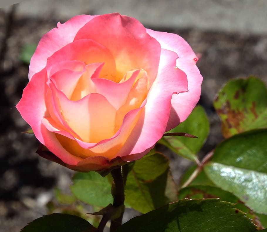 rose, pink, yellow, flower, beauty in nature, flowering plant HD wallpaper