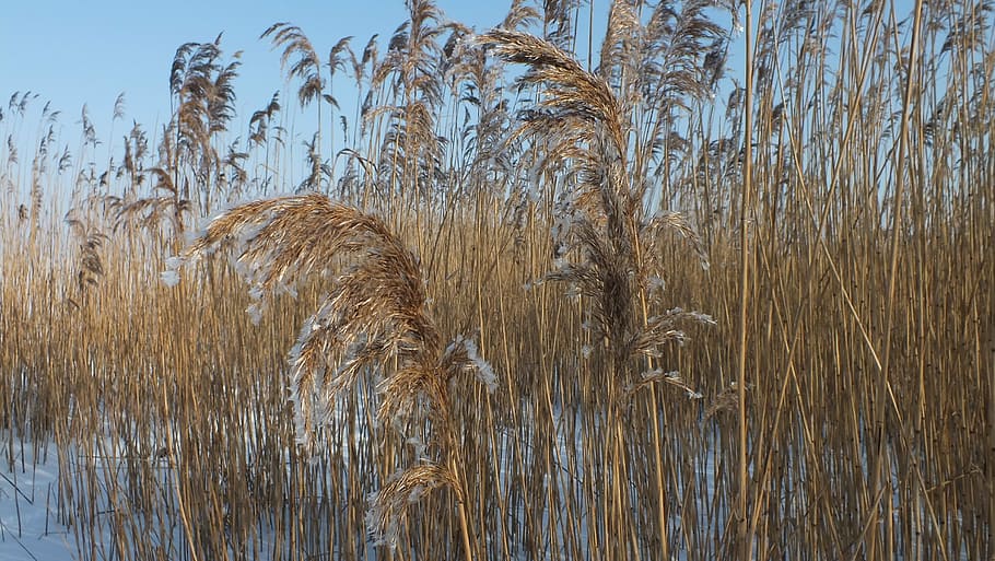 grasses, nature, wintry, snowy, winter magic, winter dream HD wallpaper