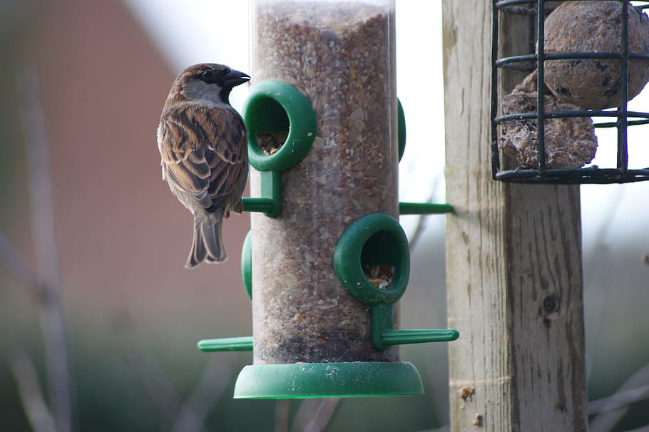 house sparrow, bird feeder, garden bird, nature, wildlife, wild bird, HD wallpaper