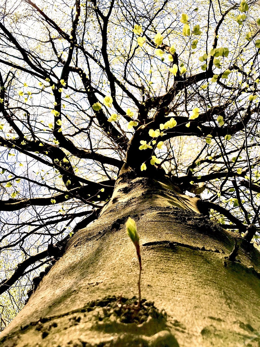 tree, nature, wood, spring, plant, branch, low angle view, growth HD wallpaper