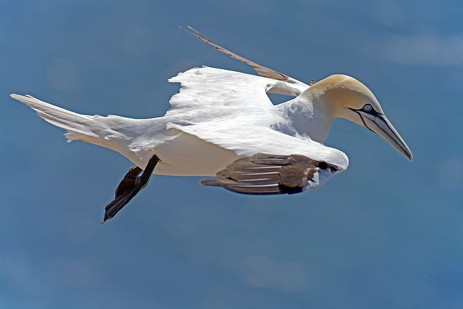 selective focus of white bird, northern gannet, sea birds, helgoland