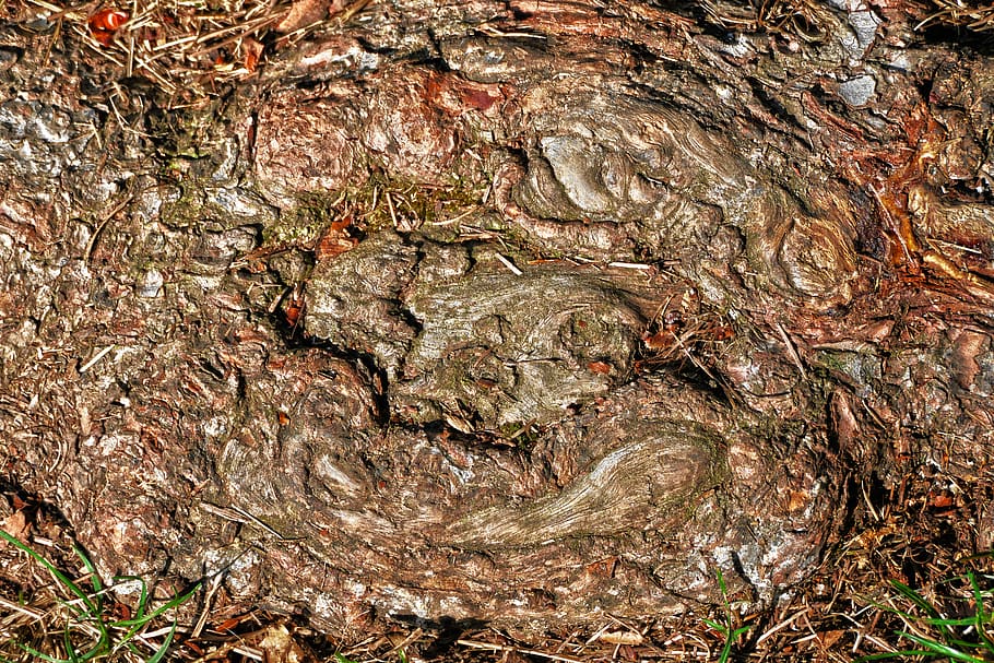 root, wood, structure, ground, earth, grain, pattern, wooden structure HD wallpaper
