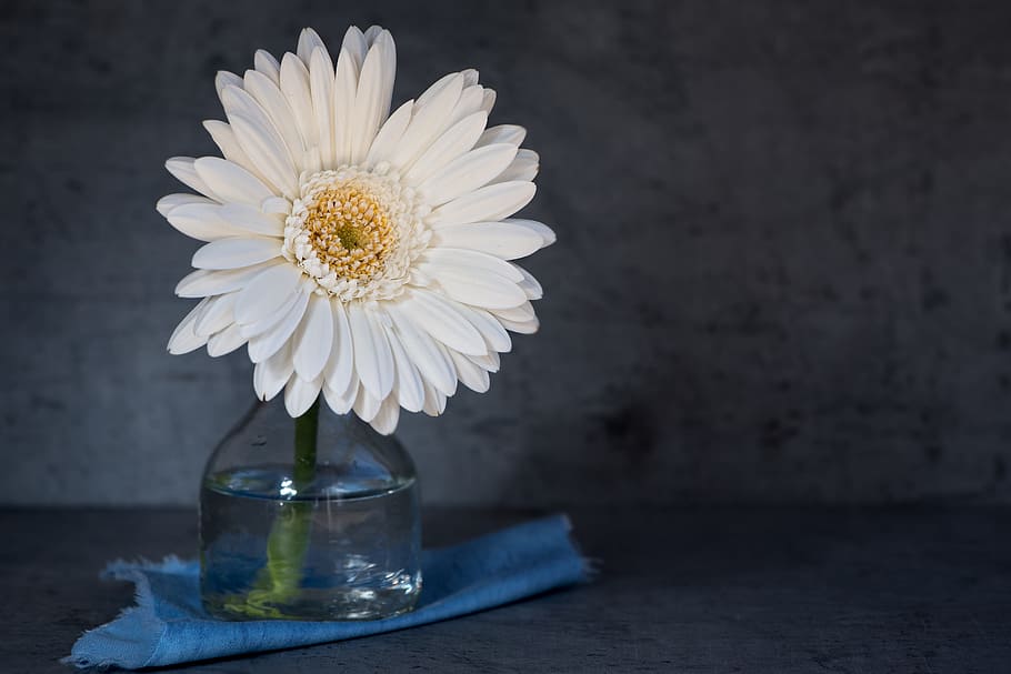 white Gerbera daisy in clear glass vase close up photo, flower, HD wallpaper