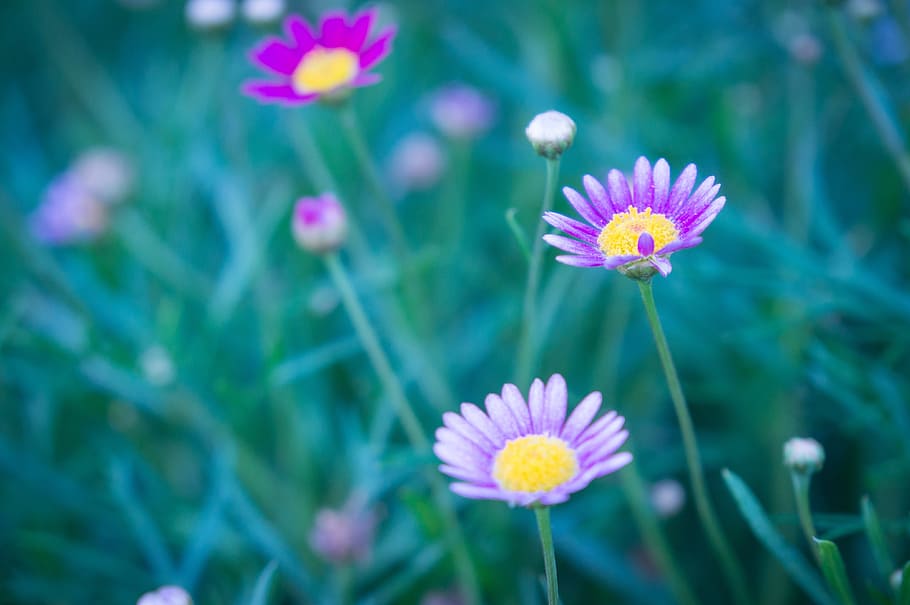 flower, bloom, blossoms, nature, plant, blur, garden, flowering plant HD wallpaper