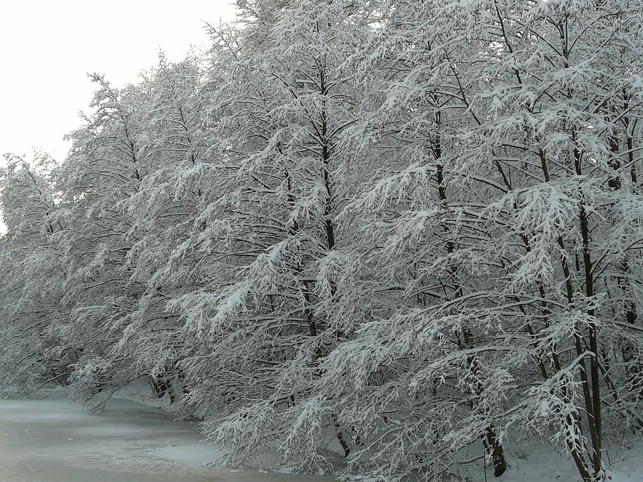 snowy, winter, wintry, trees, icy, cold, white, nature, forest HD wallpaper
