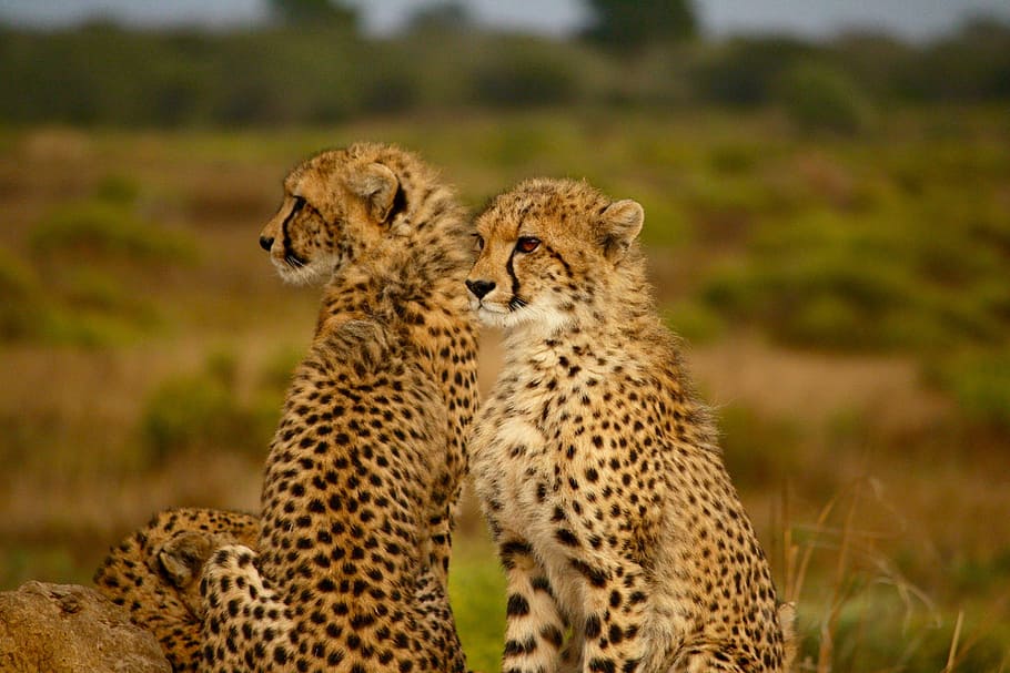 animals, cheetah, speed, cat, wild, wilderness, family, grass HD wallpaper