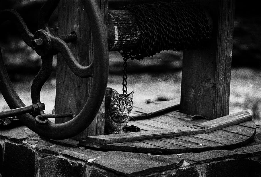 cat, staring, pet, kitten, domestic, portrait, animal, fur HD wallpaper