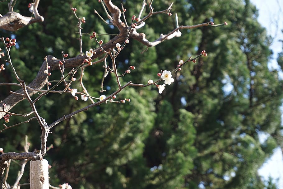 tree, spring, sakura, plant, branch, focus on foreground, day HD wallpaper