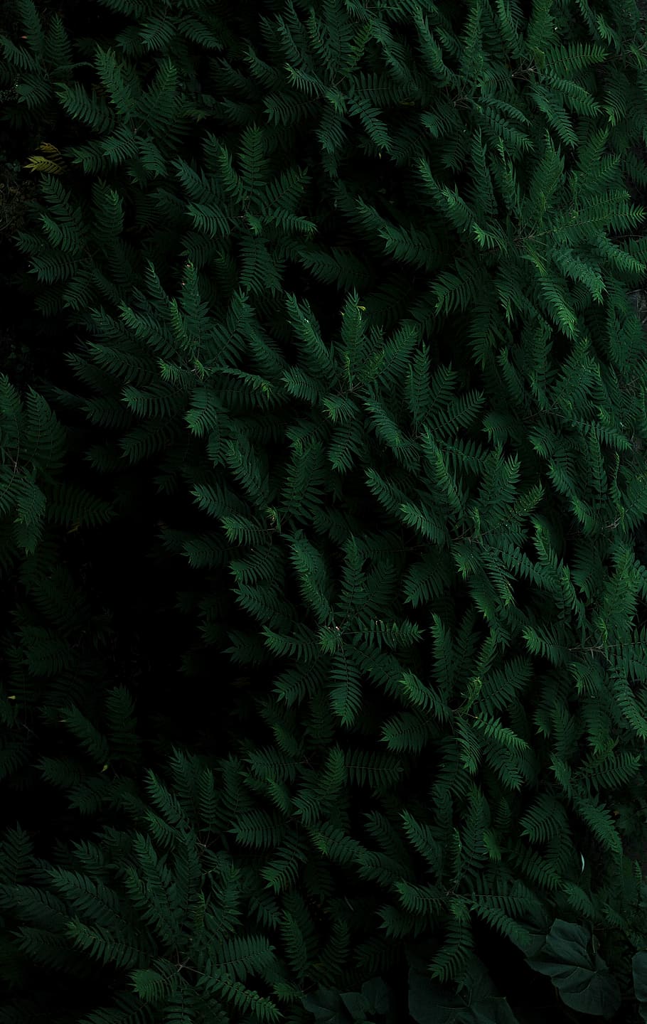 green leaf plants, green leafed plants, forest, tree, branch HD wallpaper