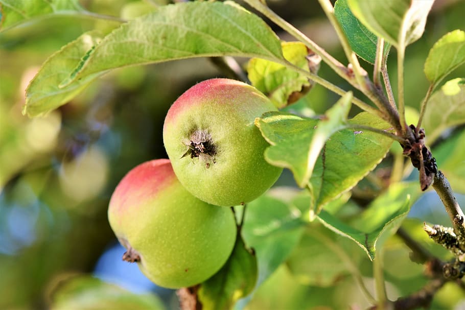 selective focus photography of two peaches, apple, apple tree HD wallpaper