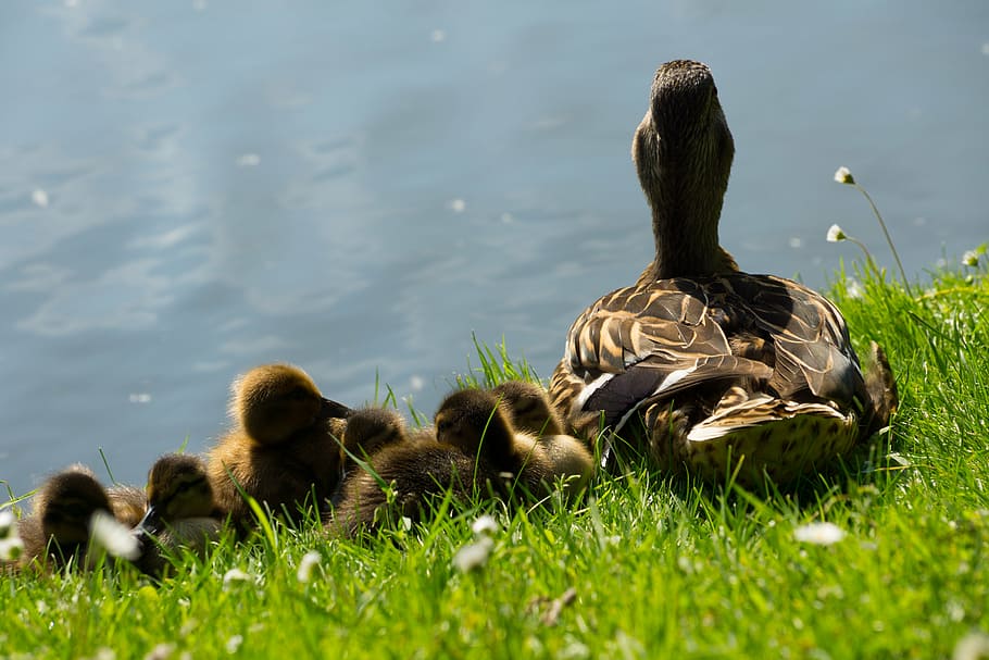 brown duck with chicks, macro, shot, photography, ducklings HD wallpaper