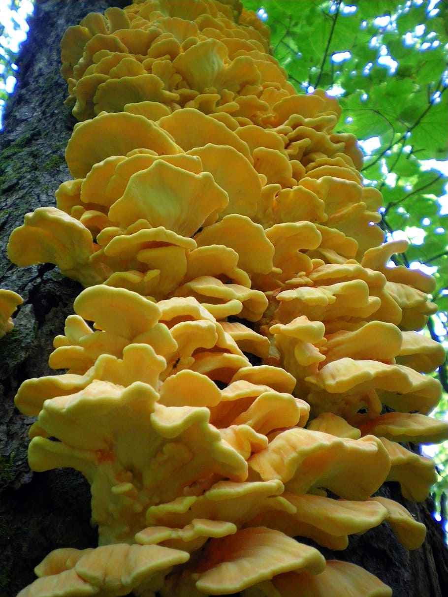 tree, close-up, fungus, forest, mushroom, nature, yellow, growth HD wallpaper