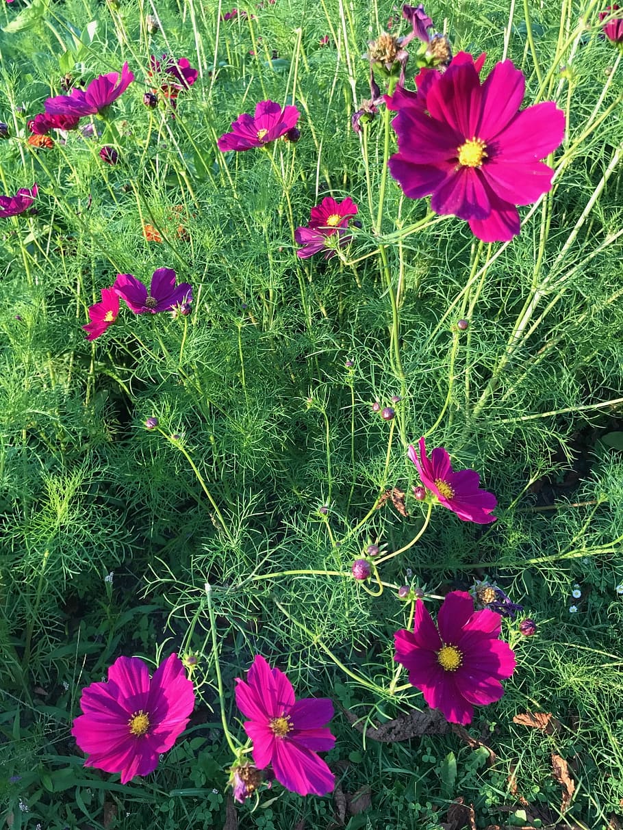 flower, nature, plant, summer, flowering plant, growth, fragility HD wallpaper