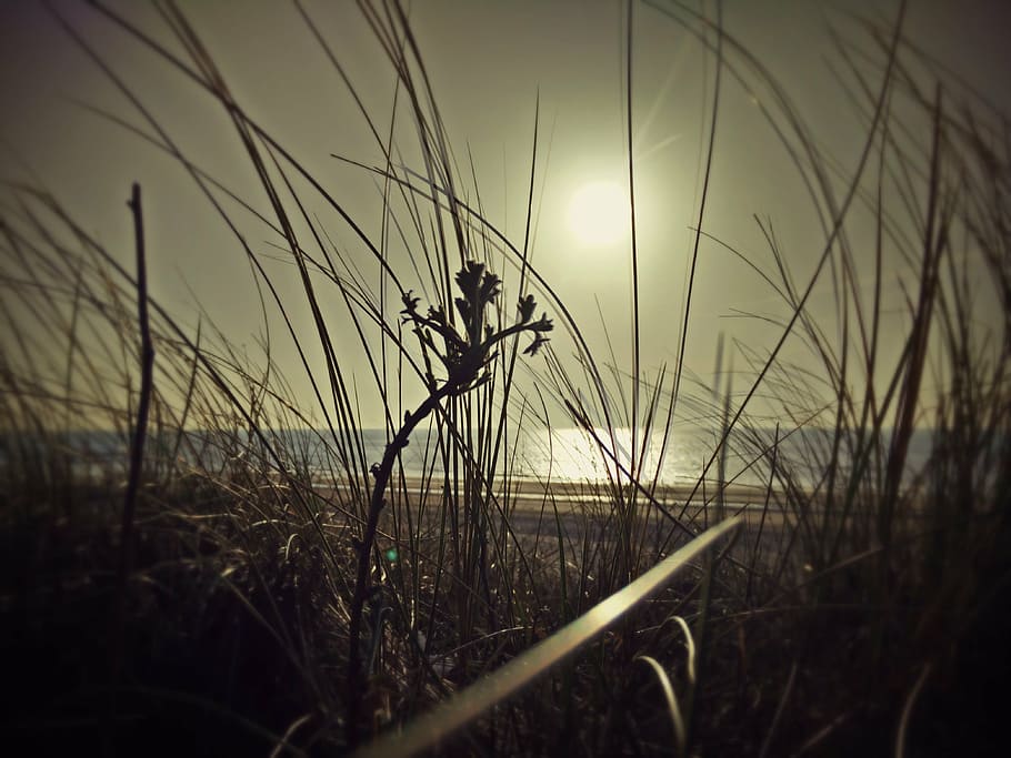 sea, dune, marram grass, dunes, nature, sand, sun, water, netherlands HD wallpaper