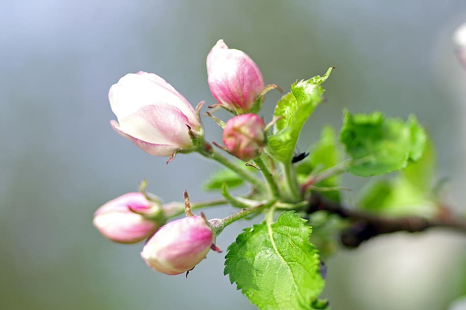 flowers, branch, spring, plant, flowering plant, growth, freshness HD wallpaper