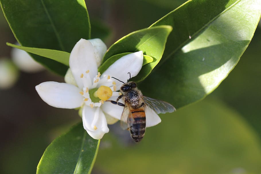 honeybee, insect, invertebrate, one animal, animal wildlife HD wallpaper