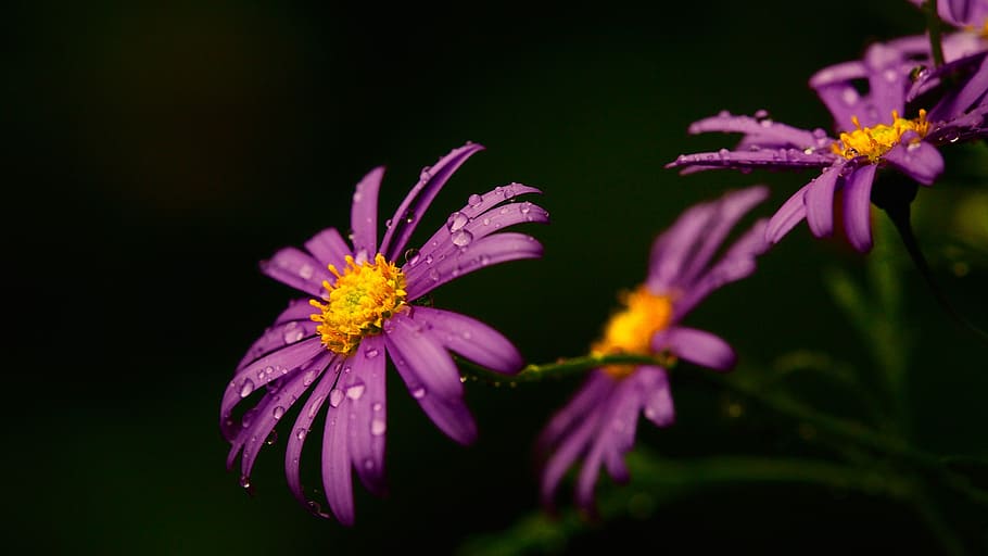 water dews on purple daisy flowers, plant, macro, blossom, bloom HD wallpaper