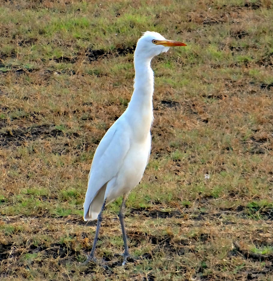 cattle egret, bubulcus ibis, bird, grassland, tattihallia, india, HD wallpaper