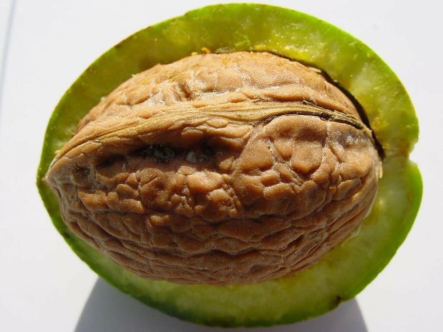 walnut, shell, nuclear, nuts, food, food and drink, studio shot HD wallpaper