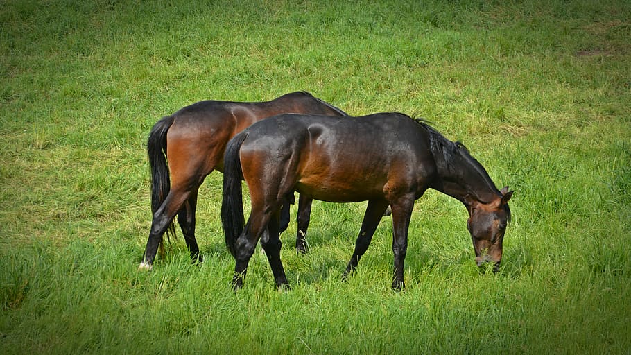 horses, flock, coupling, ride, animals, pasture, brown, graze HD wallpaper